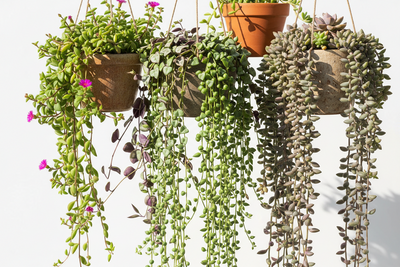 Hanging Plants