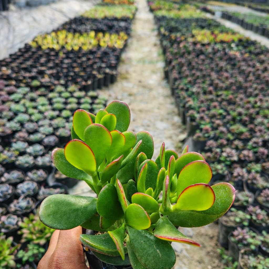 Healthy Jade Plant (Crassula ovata) in a ceramic pot, an easy-care succulent plant for homes and offices in India.