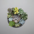 10 healthy live exotic succulent plants combo shipped bare root by SucculentsMart, ideal for home decor, office desks, gifting, and indoor gardening.