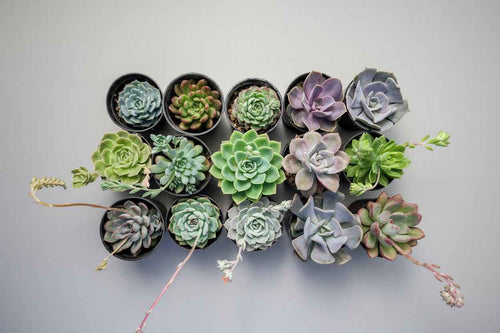 15 Premium Echeveria Succulents Bundle | Assorted Rare Succulents