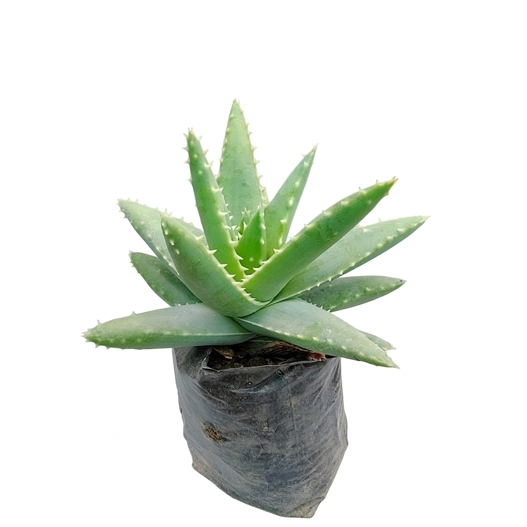 Aloe brevifolia (Short-Leafed Aloe)