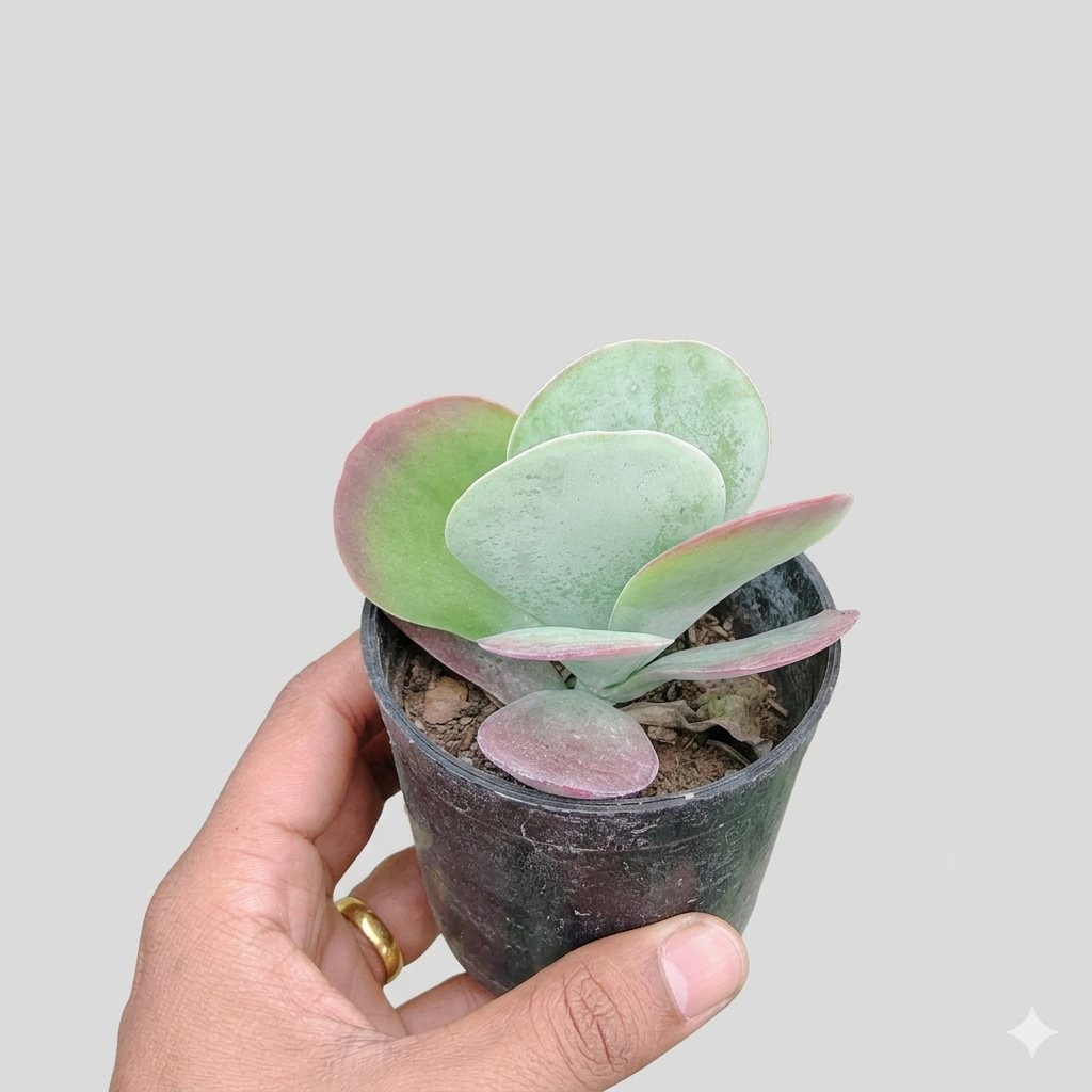 Paddle Plant (Kalanchoe Flapjack)