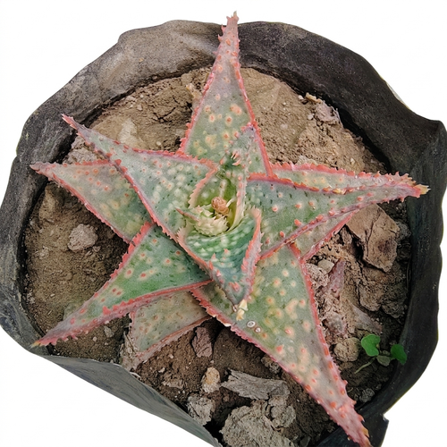 Christmas Carol Aloe