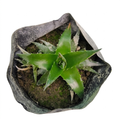 Dykia Brevifolia
