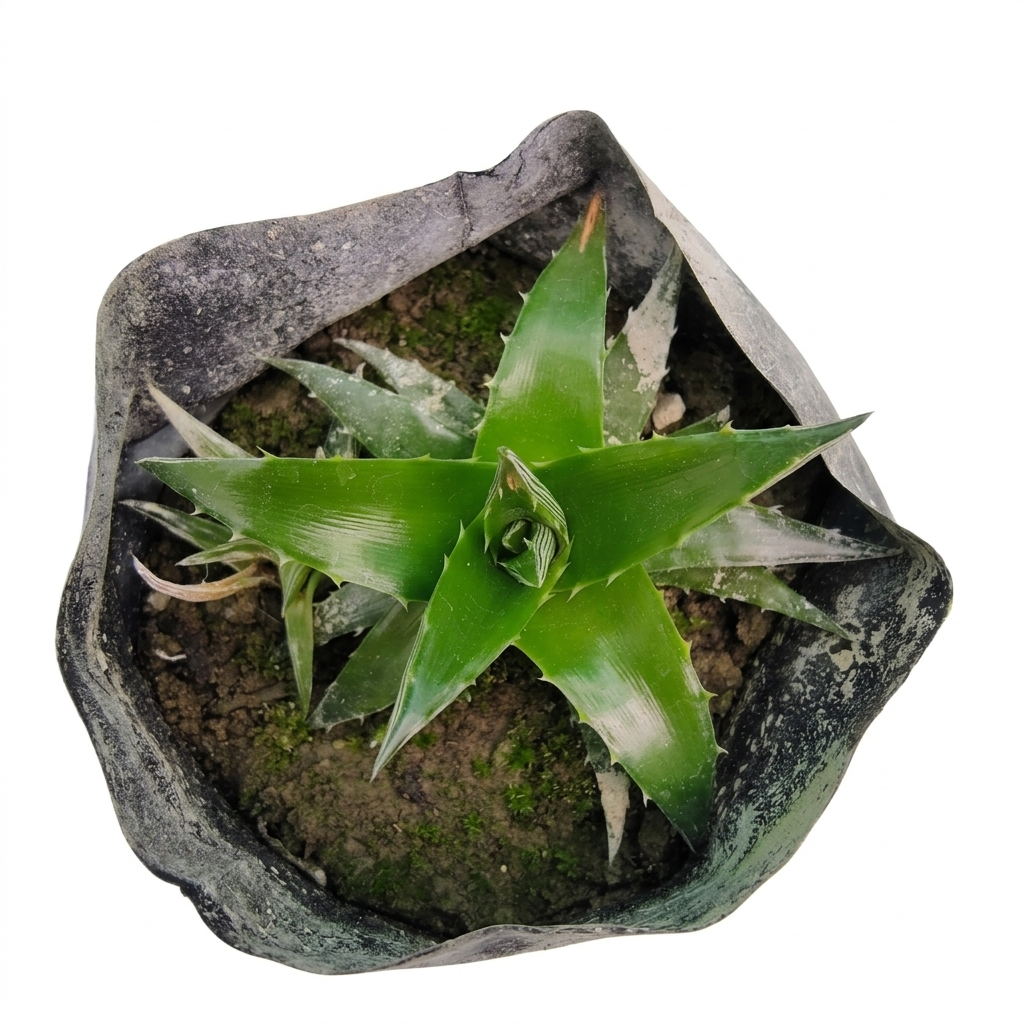 Dykia Brevifolia