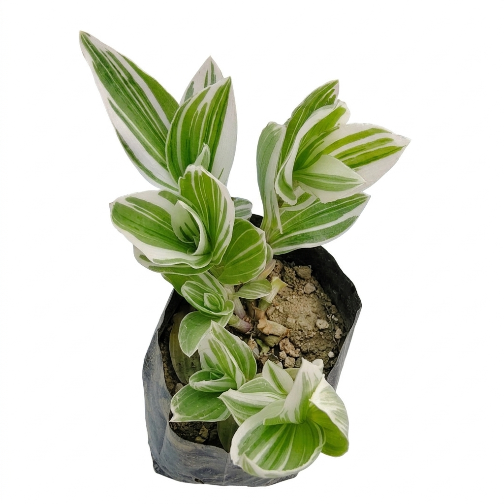 Green Wandering Plant
