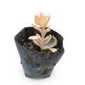 Kalanchoe Fetchschonki (Lavender Scallops)