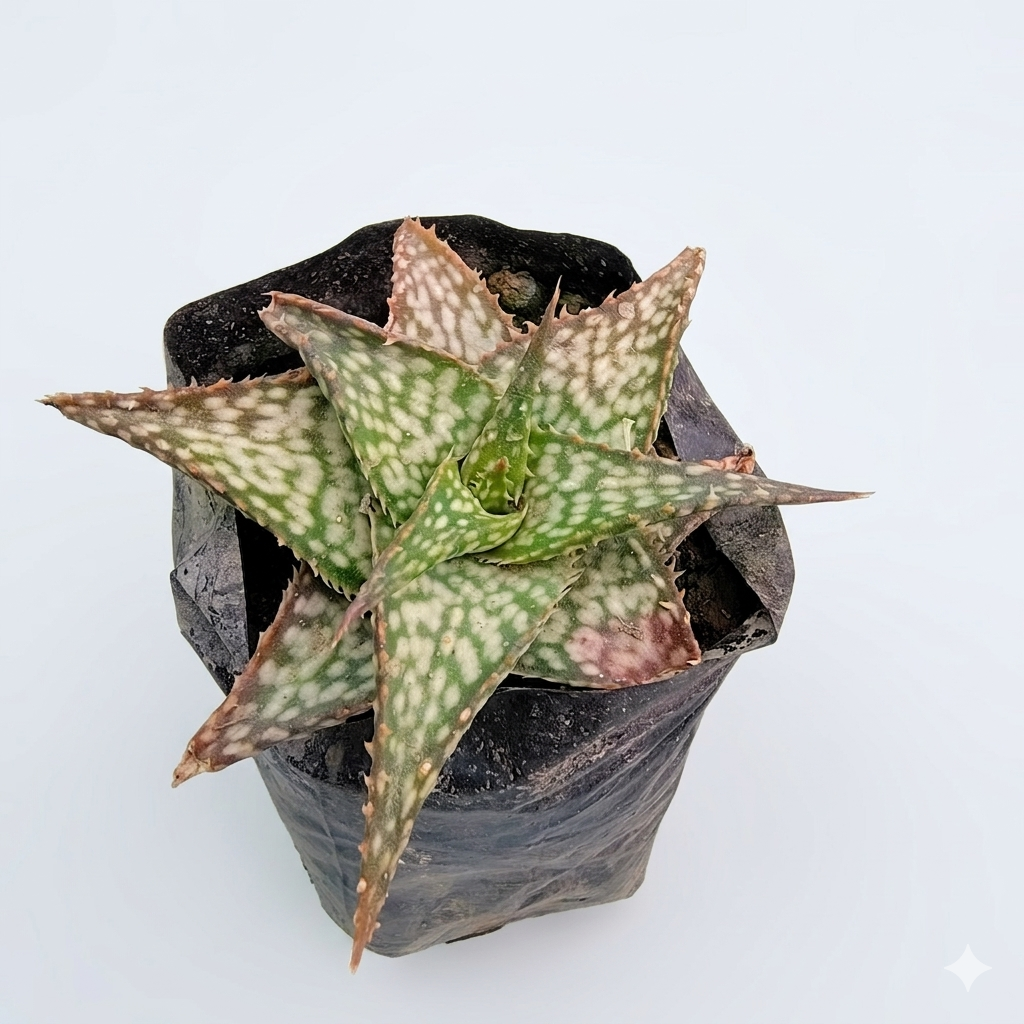 Christmas Carol Aloe