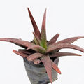 Gasteraloe 'Midnight'