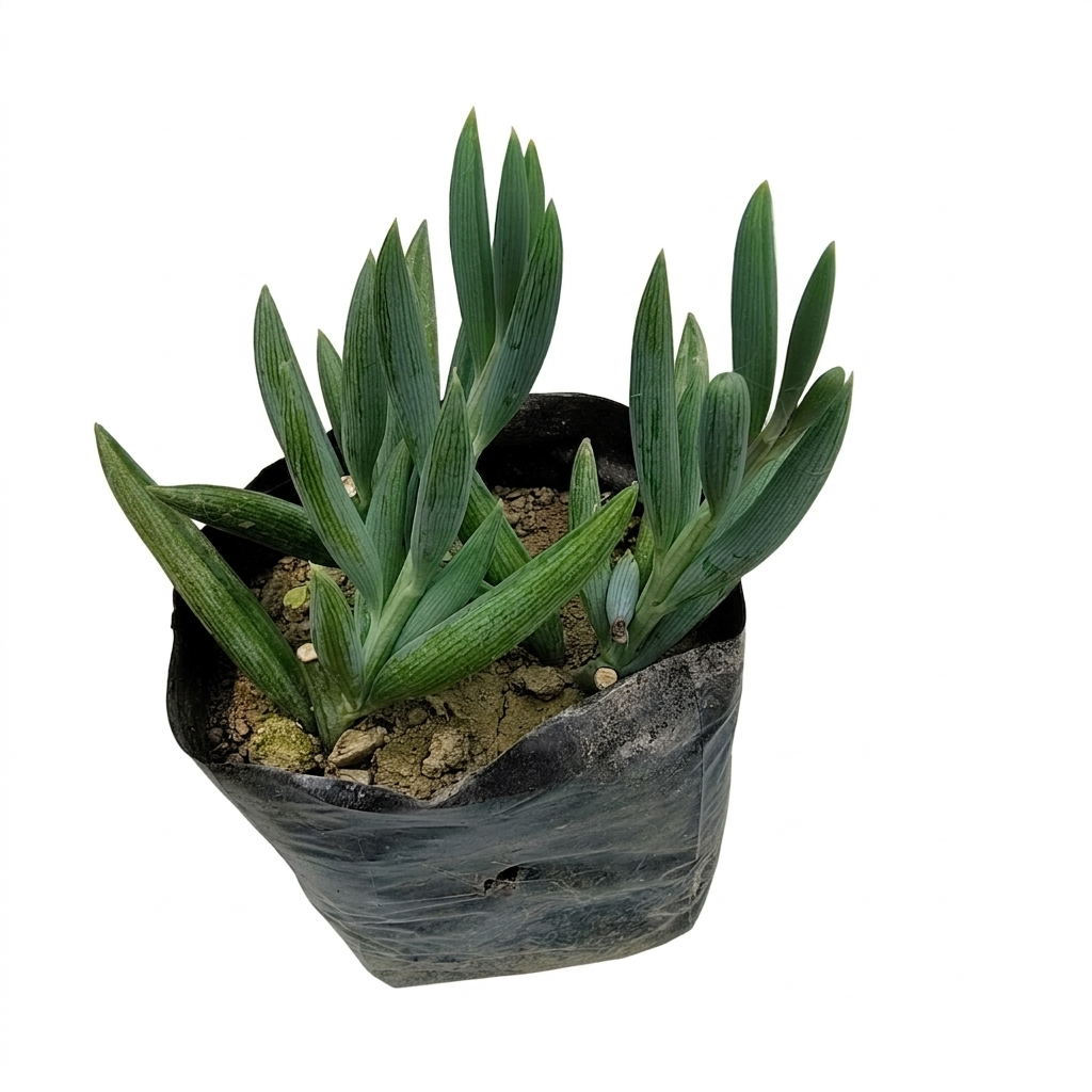 Senecio Serpens