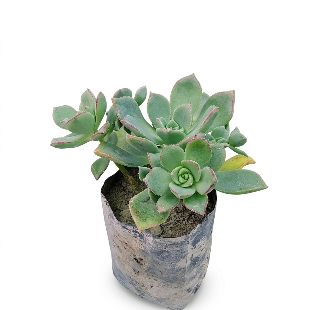 Aeonium Haworthii