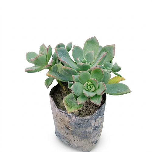 Aeonium Haworthii