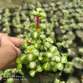 Variegated zed