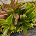Crassula Campfire