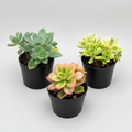3 Premium Aeonium succulent combo featuring Aeonium haworthii, Aeonium Kiwi and Aeonium Sun Cup live bare root plants