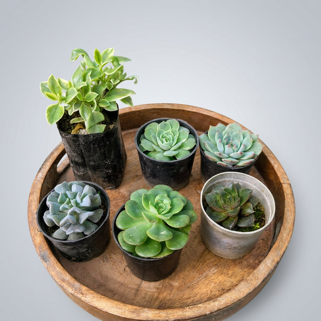 Collection of six live succulents including Echeveria varieties and Baby Sunrose Variegated, perfect for home décor and plant lovers.