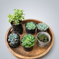 Collection of six live succulents including Echeveria varieties and Baby Sunrose Variegated, perfect for home décor and plant lovers.