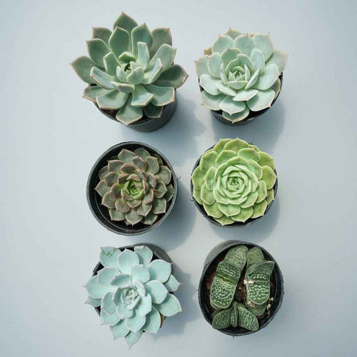 6 Premium Echeveria Succulent Combo | Live Bare Root Plants | Free Shipping
