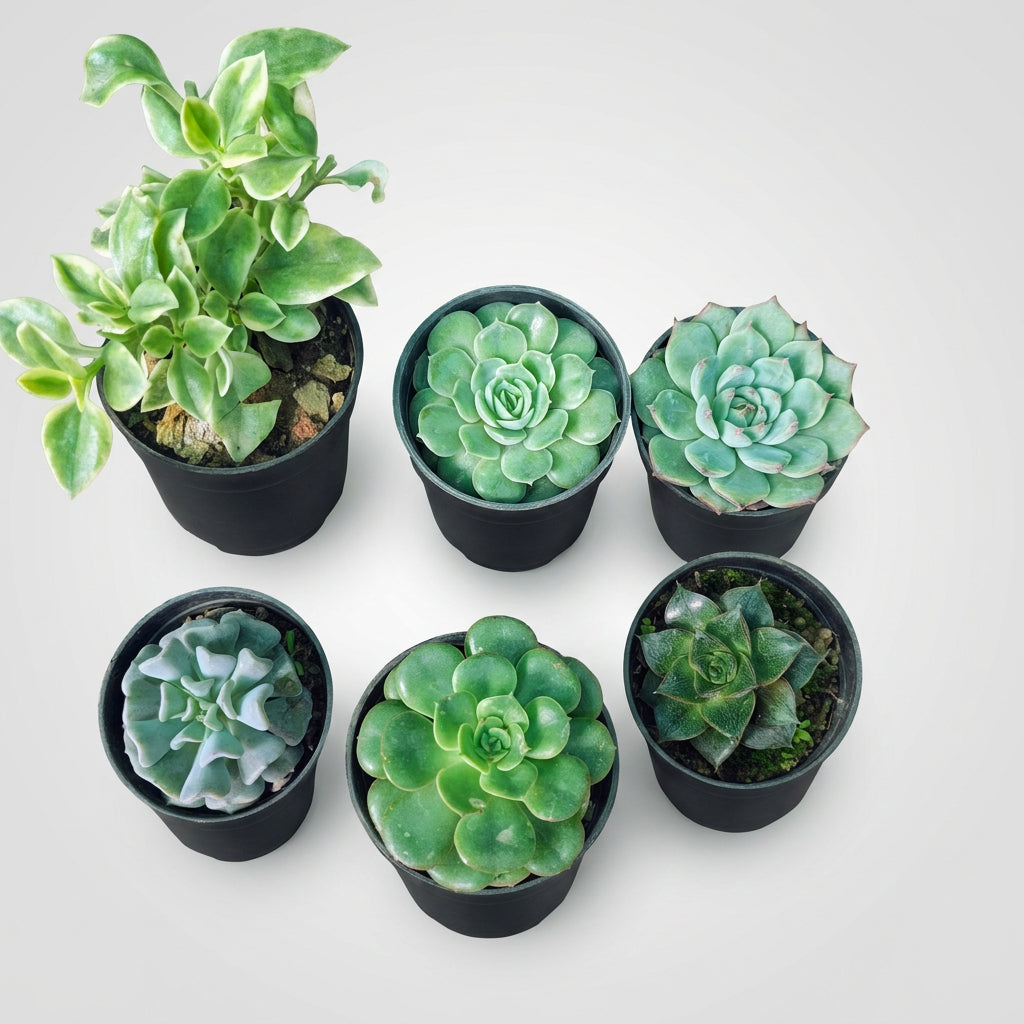 Pack of 6 live succulents including Baby Sunrose Variegated, Echeveria Elegans, Echeveria Desmetiana, Topsy Turvy, Echeveria Pallida and Vishnu Kamal from Succulents Mart.