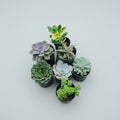 7 assorted live succulent plants combo from Succulents Mart