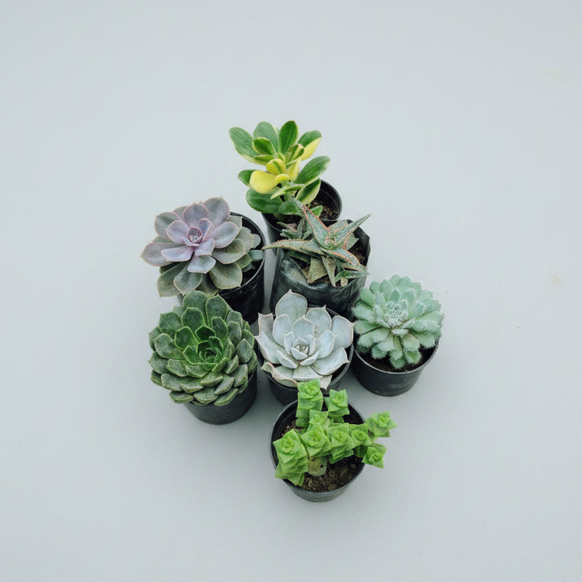 7 assorted live succulent plants combo from Succulents Mart