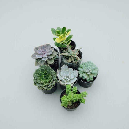 7 Live Premium Succulent Plants Combo | Assorted Colorful Succulents | Low Maintenance Indoor & Outdoor Plants | Nursery Grown | Succulents Mart