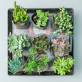 SucculentsMart Signature 9 – Exotic Succulent Combo