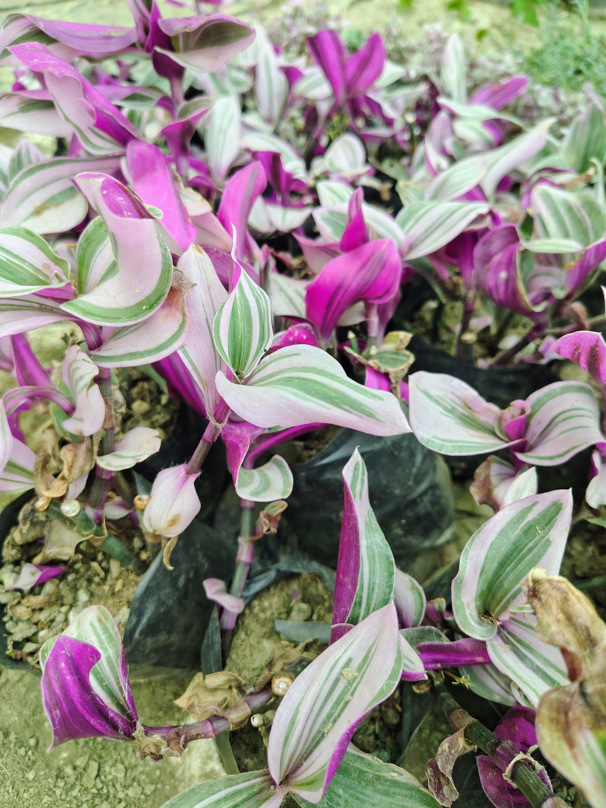 Tradescantia plants with green, white and pink striped leaves and purple undersides growing in nursery bags