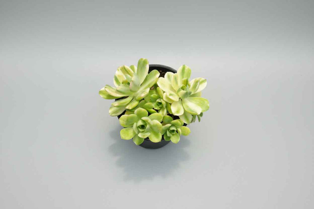 Aeonium ‘Suncup’