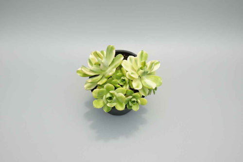 Aeonium ‘Suncup’