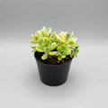 Aeonium ‘Suncup’