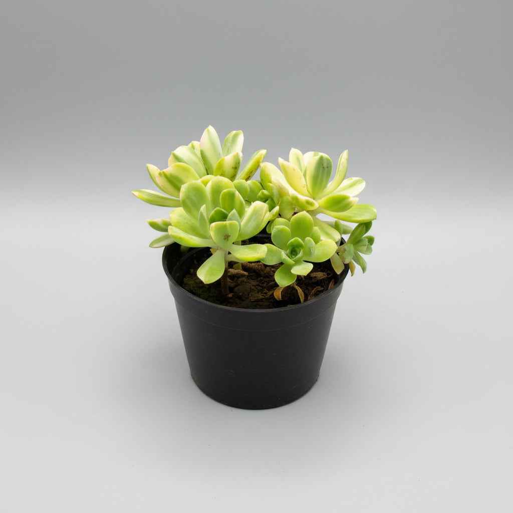 Aeonium ‘Suncup’