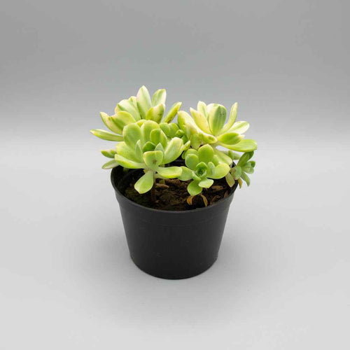 Aeonium ‘Suncup’