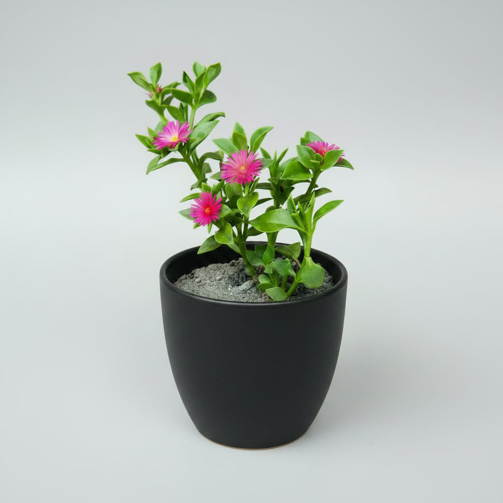 Healthy Baby Sunrose Green (Aptenia cordifolia) succulent with lush green trailing foliage shipped bare root by SucculentsMart.