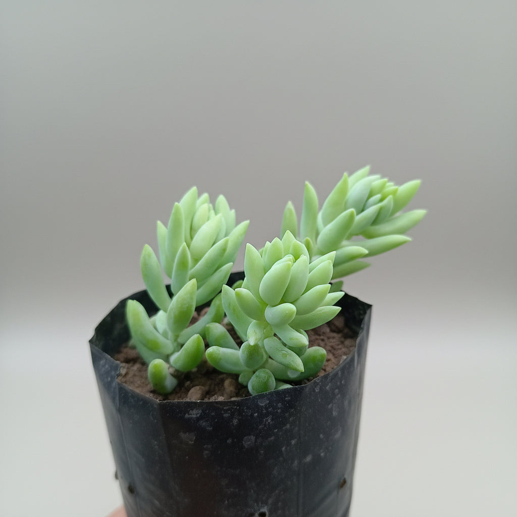 Healthy Burro's Tail (Donkey Tail Succulent) plant with trailing fleshy green leaves in a nursery at SucculentsMart.