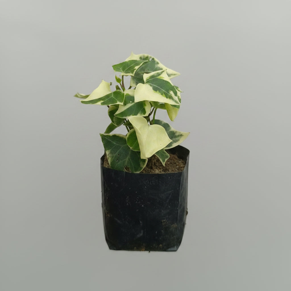 Buy healthy English Ivy (Hedera helix) online in India. A beautiful trailing vine perfect for hanging baskets, balconies, indoor décor, and air-purifying spaces. Fast shipping from SucculentsMart.