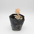 Healthy Kalanchoe fedtschenkoi (Lavender Scallops) succulent plant with bluish-green leaves and pink margins in a nursery at SucculentsMart.