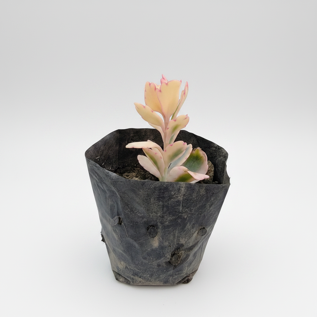 Healthy Kalanchoe fedtschenkoi (Lavender Scallops) succulent plant with bluish-green leaves and pink margins in a nursery at SucculentsMart.