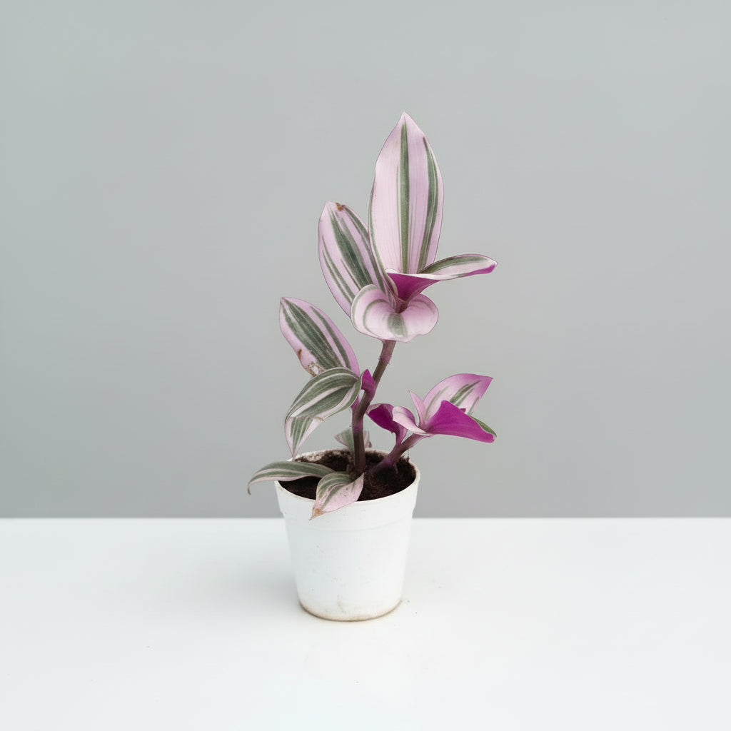 Buy healthy Tradescantia Nanouk online in India. A vibrant pink, purple, and green trailing plant perfect for indoor décor, hanging pots, and tabletops. Fast shipping from SucculentsMart.