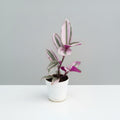 Buy healthy Tradescantia Nanouk online in India. A vibrant pink, purple, and green trailing plant perfect for indoor décor, hanging pots, and tabletops. Fast shipping from SucculentsMart.