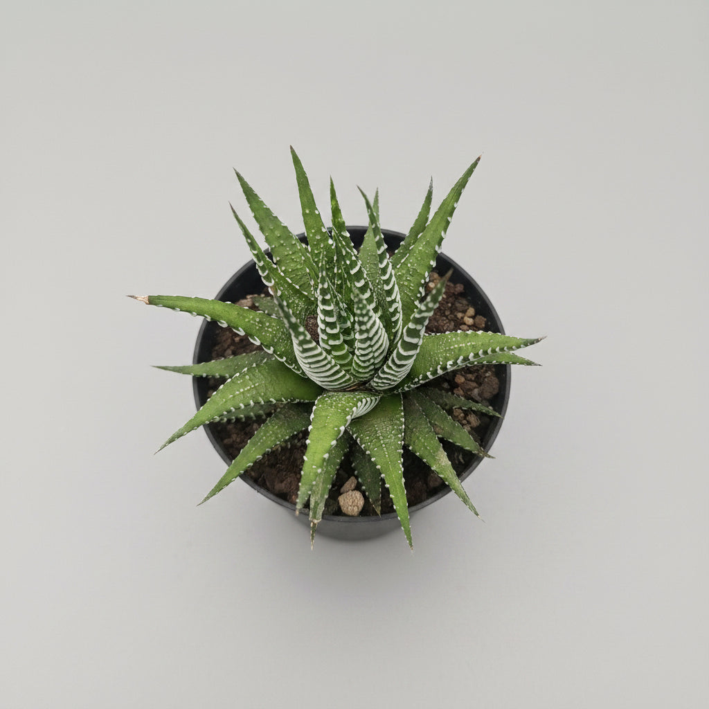 Healthy Zebra Haworthia (Haworthia attenuata) succulent with white-striped green leaves in a nursery at SucculentsMart.