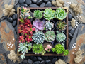 The Ultimate Succulent Showcase (15-Pack) - Succulents Mart
