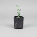 Corpuscularia lehmannii