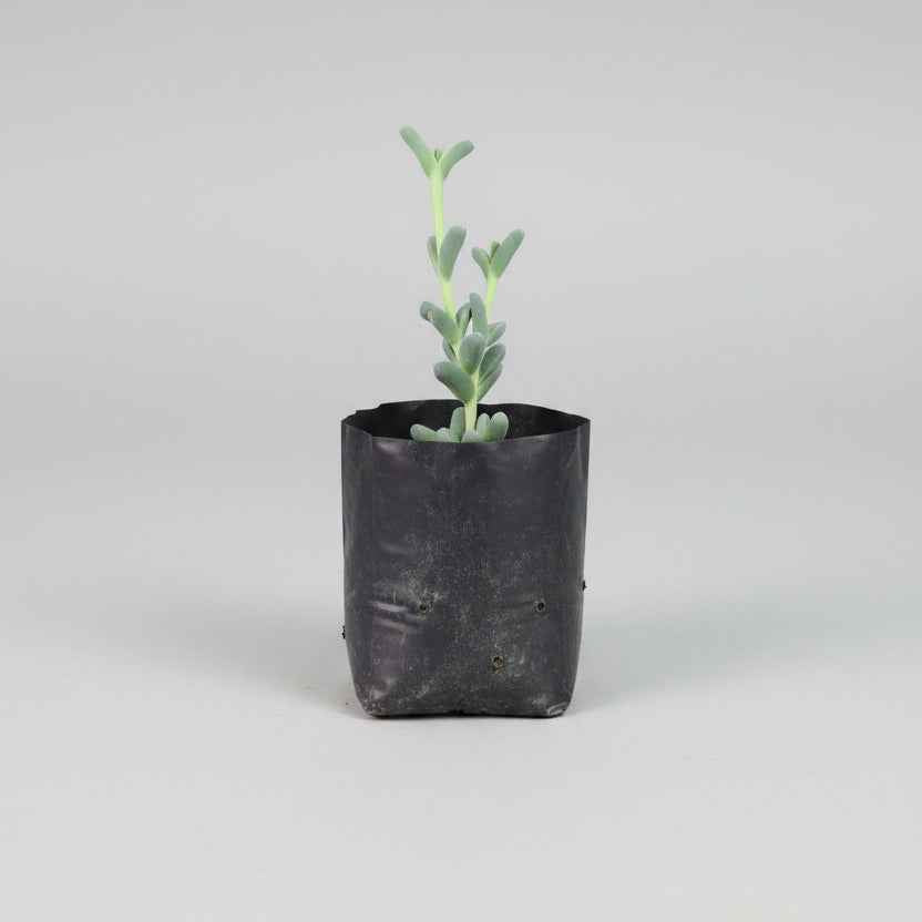 Corpuscularia lehmannii