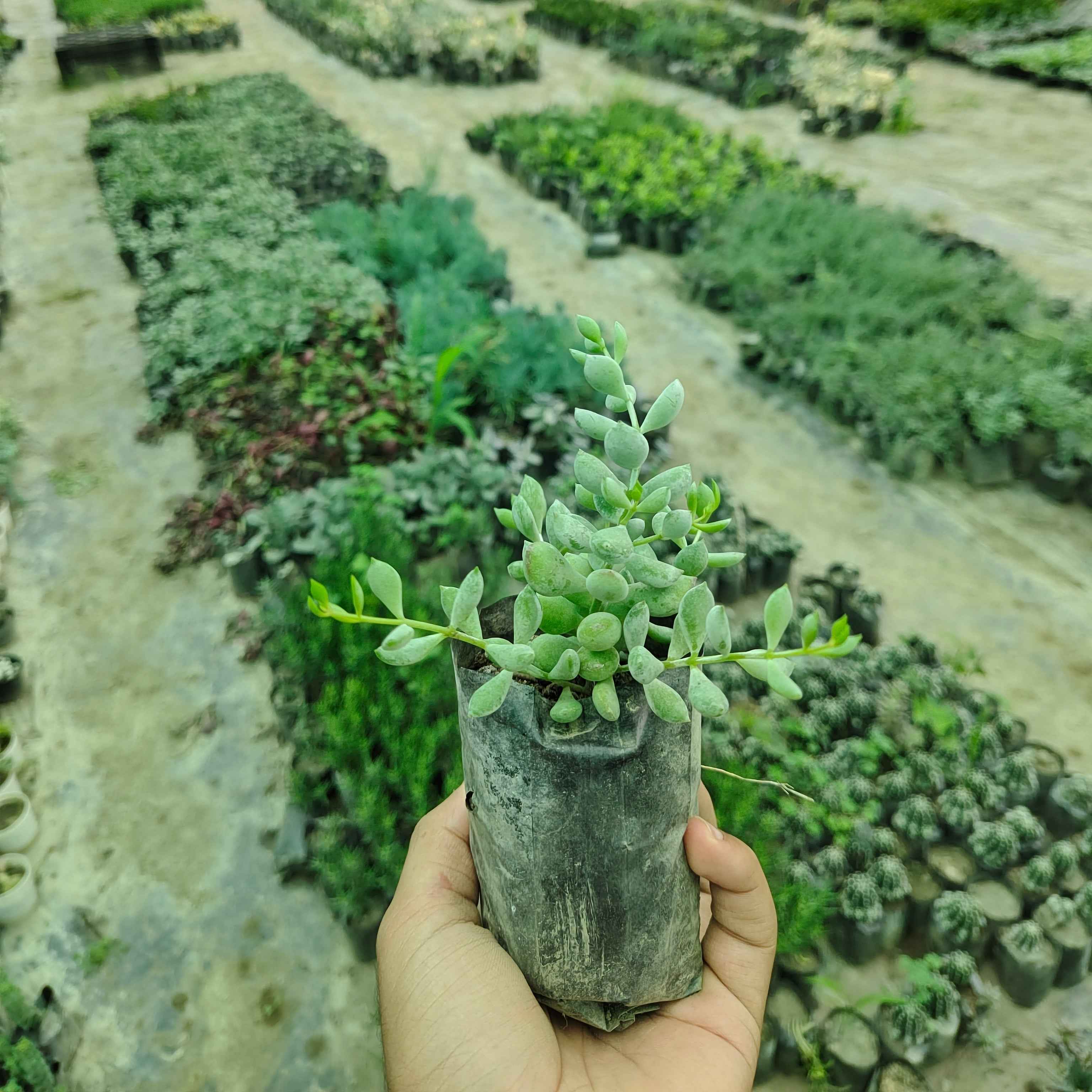Cotyledon Pendens