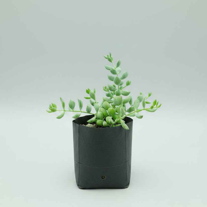 Cotyledon Pendens