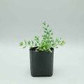 Cotyledon Pendens