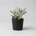 Healthy Crassula Purple Haze succulent with compact green leaves and vibrant purple edges, shipped bare root by SucculentsMart.