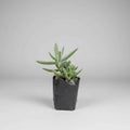 Crassula mesembryanthemoides