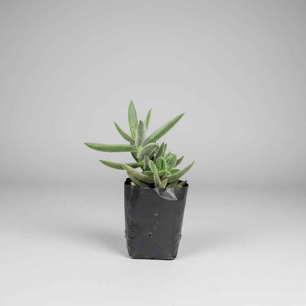 Crassula mesembryanthemoides